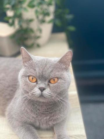 Bijna (Gratis)! Britsekorthaar poes erg lief karakter beschikbaar voor biedingen