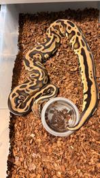 0.1 pastel Leopard 100% het hypo piebald ball python, Dieren en Toebehoren, Reptielen en Amfibieën, Slang, 3 tot 6 jaar