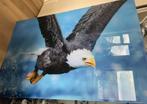 Plexiglas adelaar 150x100, Foto of Poster, 125 cm of meer, Zo goed als nieuw, Ophalen
