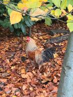 Haan gratis, Mannelijk, Kip