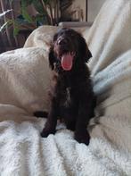 Lieve medium labradoodle pups F3, Dieren en Toebehoren, Overige rassen, CDV (hondenziekte), 8 tot 15 weken, Meerdere