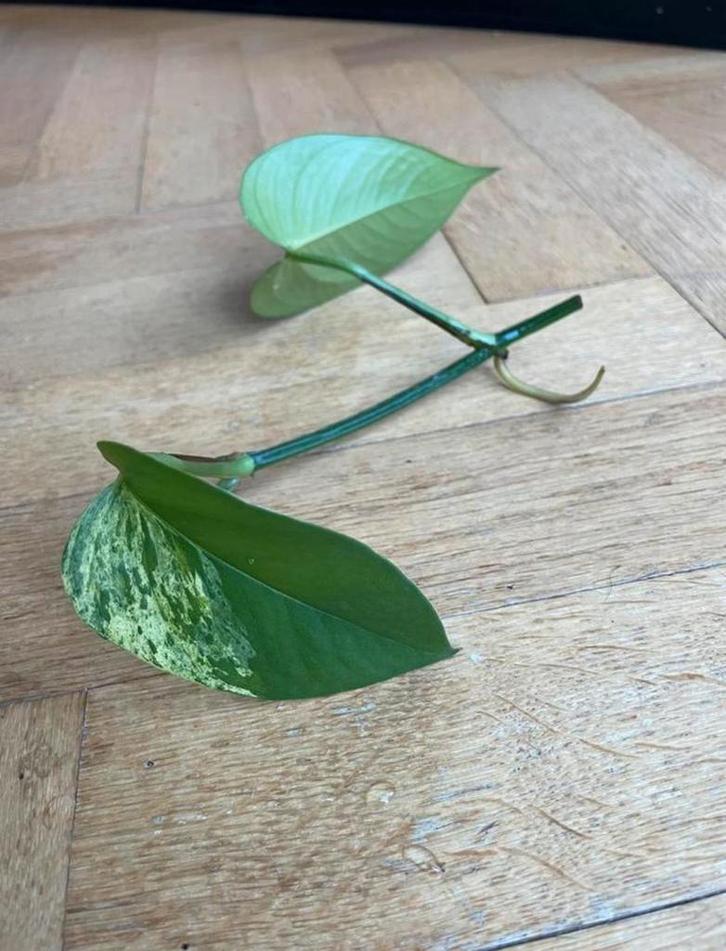 🌱 Drakenklimop - Epipremnum aureum - stekjes hangplant, Huis en Inrichting, Kamerplanten, Minder dan 100 cm, Groene kamerplant
