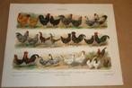 Antieke kleurenlitho - Kippen rassen - Circa 1900 !!, Antiek en Kunst, Ophalen of Verzenden