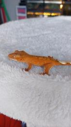 Baby Wimpergekko te koop!, Hagedis, Tam, 0 tot 2 jaar