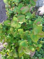 Jonge Hypericum Struikjes, Ophalen, Overige soorten