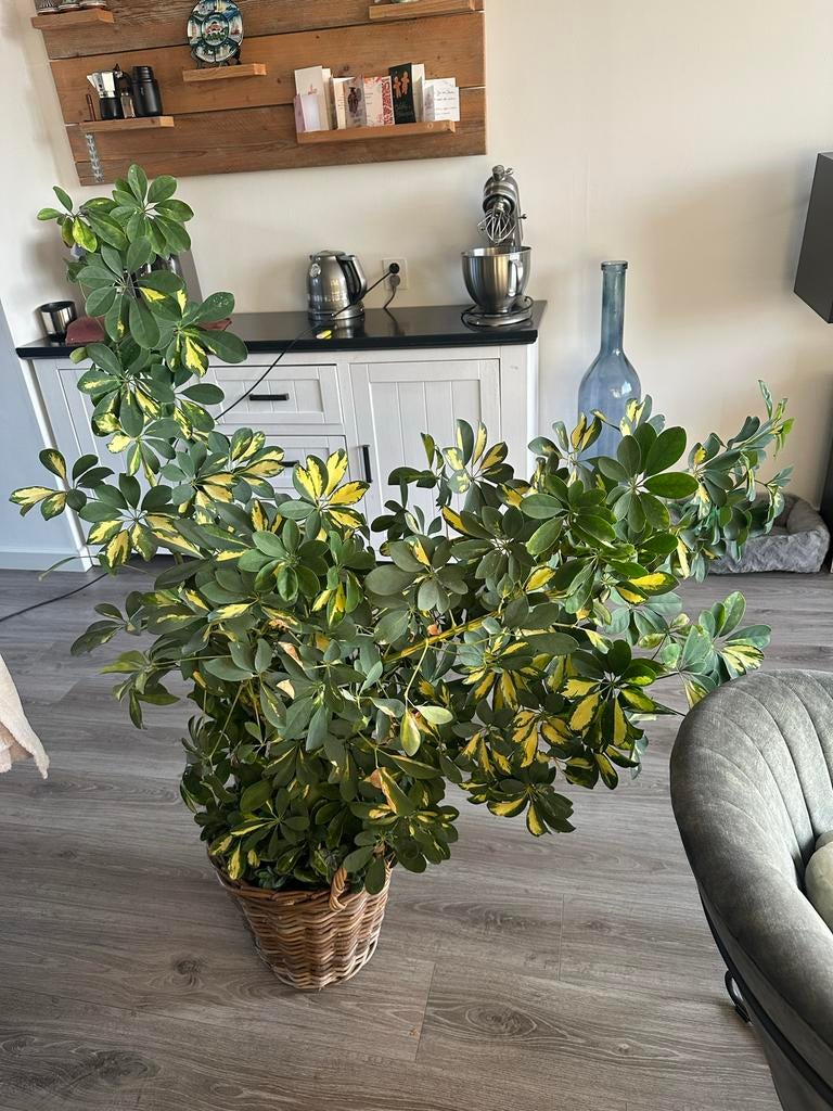 Schefflera plant in pot, Ophalen, 100 tot 150 cm, Overige soorten, Halfschaduw