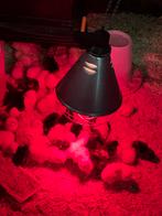 Faverolles ongesext, Dieren en Toebehoren, Pluimvee, Meerdere dieren, Kip