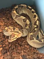 Volwassen ballpython man, Dieren en Toebehoren, Reptielen en Amfibieën, Slang, 0 tot 2 jaar