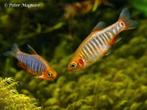 3 danio erythromicron (emerald rasbora), Vis