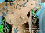 Armadillidium granulatum Lemon, Overige soorten