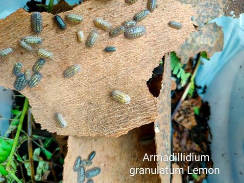 Armadillidium granulatum Lemon, Dieren en Toebehoren, Insecten en Spinnen, Overige soorten