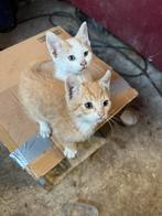 Tamme boerderij kittens, Dieren en Toebehoren, Katten en Kittens | Overige Katten