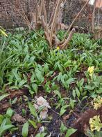 Daslook, Ophalen of Verzenden, Lente, Kruiden, Halfschaduw