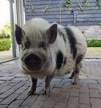 mini varken zoekt nieuw thuisje, Dieren en Toebehoren, Mannelijk, Varken, 6 jaar of ouder