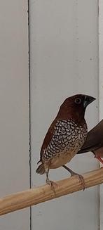 Muskaat vink uit de buitenvoliere 2023, Mannelijk, Tropenvogel