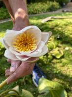 Waterlelies, Tuin en Terras, Vijvers, Ophalen, Nieuw