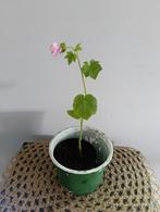 Lavatera 🌿 Ruil mij!!🌿, Tuin en Terras, Planten | Tuinplanten, Ophalen, Zomer, Volle zon