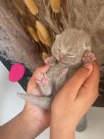 100% Britse korthaar kittens, Meerdere dieren, Ontwormd, 0 tot 2 jaar