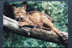 Een wilde kat, jagend vanaf een boomstronk, Verzamelen, Ansichtkaarten | Dieren, Verzenden, 1960 tot 1980, Ongelopen, Wild dier