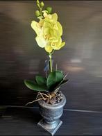 Prachtige orchidee, Ophalen of Verzenden, Zo goed als nieuw