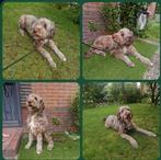 F3 multigen Doodle labradoodle husky oudere pup / jonge pups, Dieren en Toebehoren, Rabiës (hondsdolheid), 15 weken tot 1 jaar