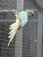 1-0 aqua halsbandparkiet, Dieren en Toebehoren, Mannelijk, Parkiet, Geringd