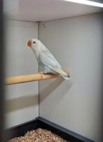 Te koop fischerie pale fallow, Geslacht onbekend, Dwergpapegaai of Agapornis, Geringd