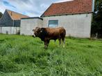 Luxe parthenaise stier te koop!, Dieren en Toebehoren, Runderen, Mannelijk