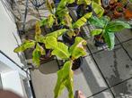 Bananenplanten 6 stuks, 100 tot 150 cm, Overige soorten, Groene kamerplant, Halfschaduw