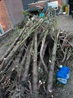 Coniferen hout gratis, Tuin en Terras, Planten | Bomen, Ophalen, Bloeit niet, Halfschaduw, Overige soorten