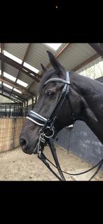 Dyon stang en trens hoofdstel, Dieren en Toebehoren, Paarden en Pony's | Hoofdstellen en Tuigage, Ophalen of Verzenden, Zo goed als nieuw