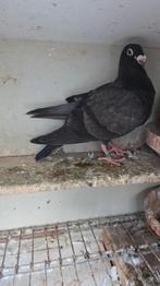 Laudino, Dieren en Toebehoren, Vogels | Duiven, Mannelijk, Postduif
