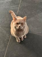 Dekkater Aslan, Kater