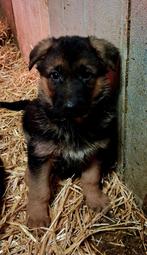 Duitse herder pups, Meerdere, Meerdere dieren, Nederland, Fokker | Hobbymatig