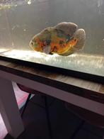 Mooie pauwoogcichlide 25cm, Dieren en Toebehoren, Vis