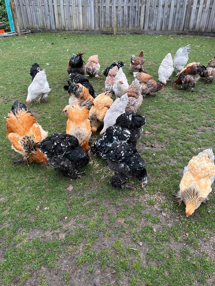 Brahma broedeieren groot soort, Dieren en Toebehoren, Pluimvee, Kip, Geslacht onbekend