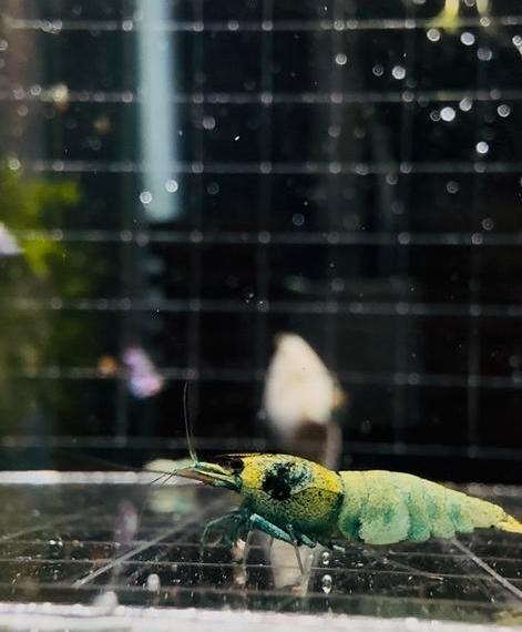 Bleu bolts, Dieren en Toebehoren, Vissen | Aquariumvissen, Kreeft, Krab of Garnaal