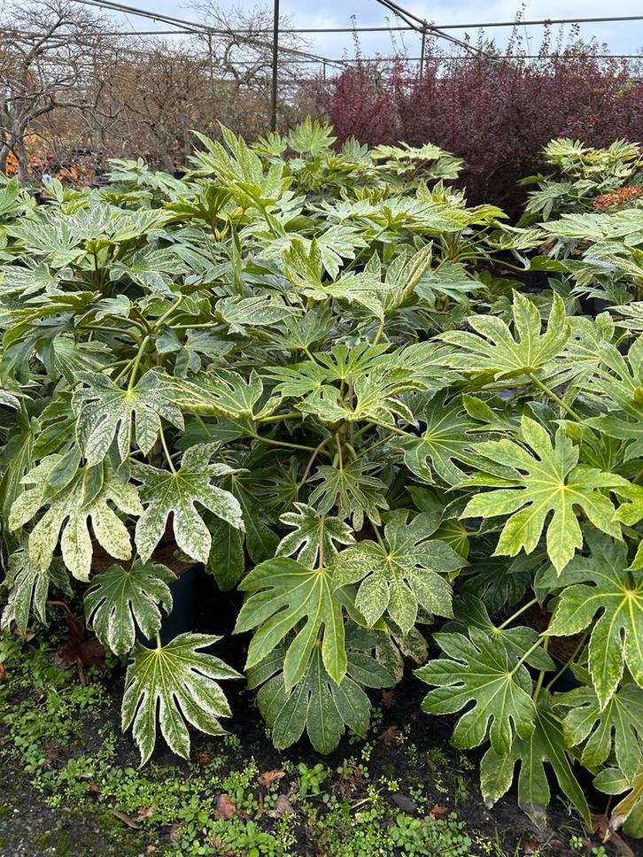 Fatsia japonica 'Spider Web' 7,5L, Tuin en Terras, Planten | Tuinplanten, Vaste plant, Overige soorten, Halfschaduw, Herfst, Ophalen