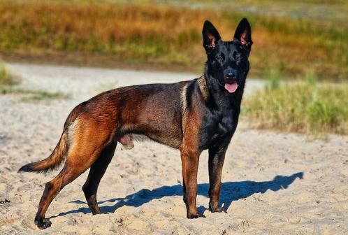 Ter dekking aangeboden mechelse herder, Dieren en Toebehoren, Honden | Herdershonden en Veedrijvers, Reu, Herder, Particulier