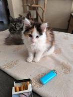 Maine coone dame, Dieren en Toebehoren, Katten en Kittens | Raskatten | Langhaar, Poes