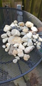 Leuke partij fossielen., Ophalen of Verzenden, Schelp(en)