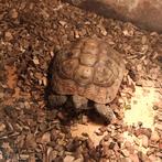 Testudo hermanni te koop, Dieren en Toebehoren, Ophalen