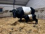 Lakenvelder kalveren en koeien te koop, Dieren en Toebehoren, Runderen, Meerdere dieren