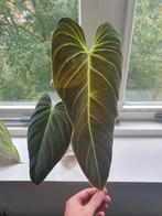 Philodendron melanochrysum kopstek, Ophalen of Verzenden