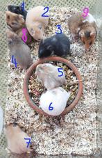 Nestje met Syrische hamsters (goudhamsters), Meerdere dieren, Hamster, Tam