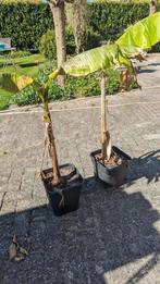 Musa basjoo bananenplant in 11 L pot, Tuin en Terras, Zomer, Vaste plant, Overige soorten, Ophalen