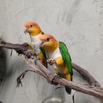 2 roestkop caiques / witbuik caiques, Meerdere dieren, Papegaai, Tam