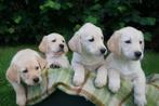 Golden Retriever x Labrador pups, Golden retriever, CDV (hondenziekte), 8 tot 15 weken, Meerdere