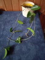 Hoya carnosa, Huis en Inrichting, Kamerplanten, Ophalen, Overige soorten, Halfschaduw, In pot