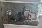 Zgan terrarium/gerbilarium met schuifruiten 80x40x50, Dieren en Toebehoren, Knaagdieren en Konijnen | Hokken en Kooien, Hamster